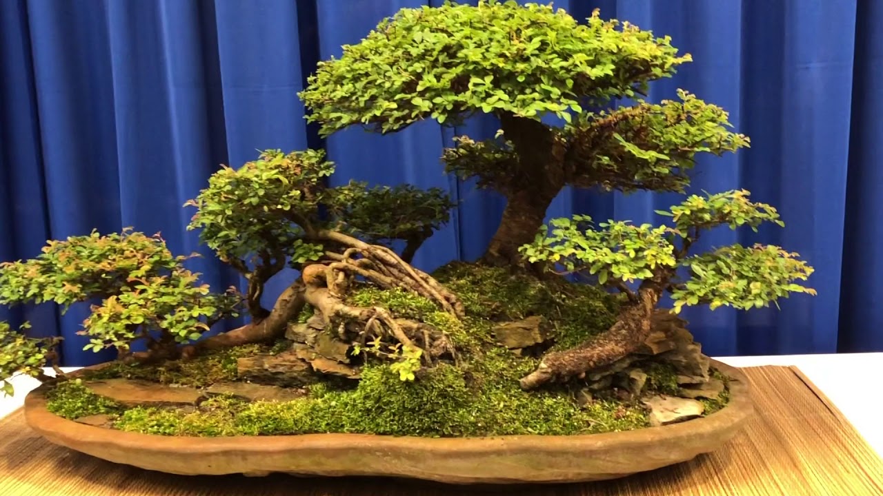 Bonsai Societies of Florida Display, May 2018