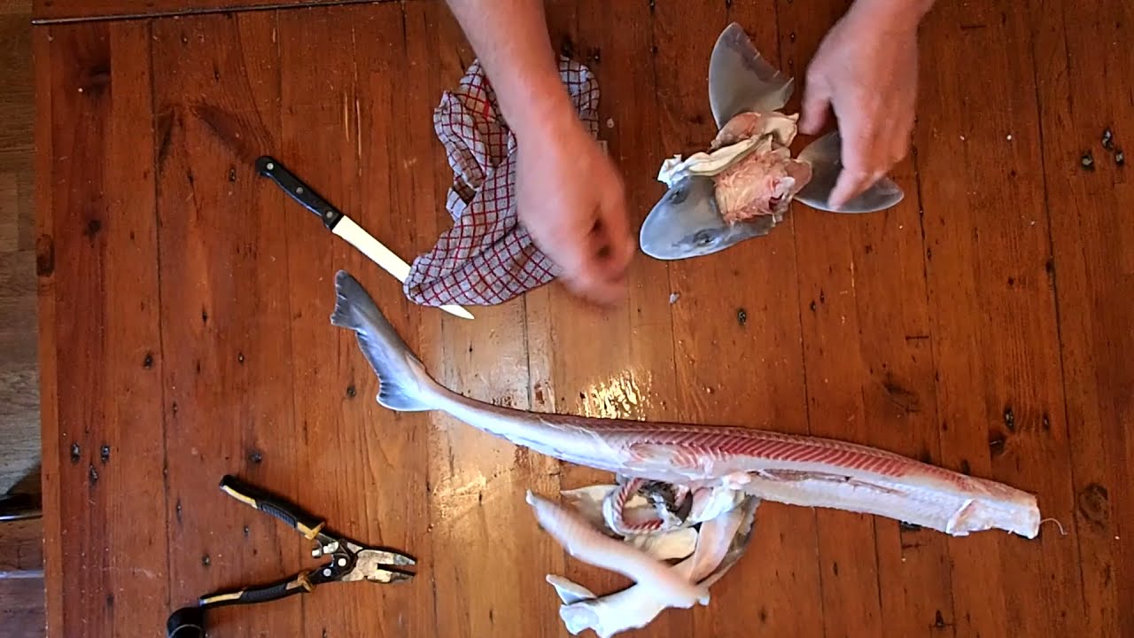 Cooking Fish How to Skin a Smoothound Dogfish or Small Shark Ready For Cooking and Eating