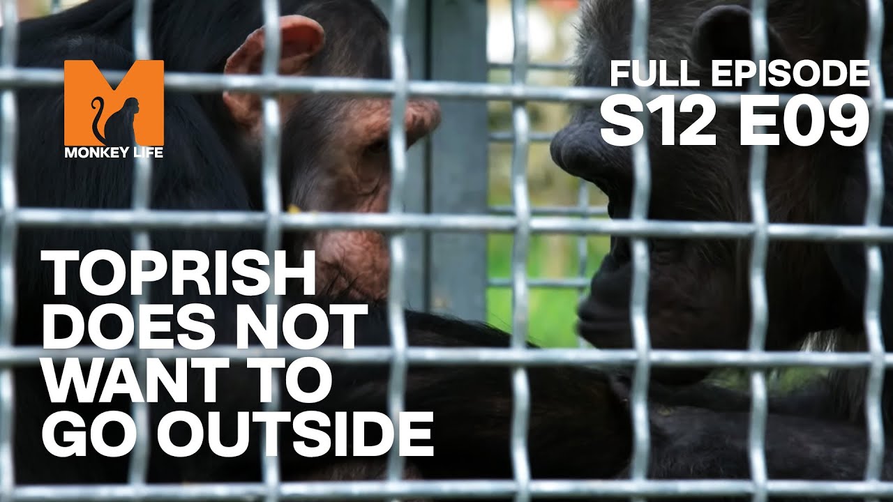 Chimp Toprish is Scared of the Outdoors | Season 12 Episode 9 | Full Episode | Monkey Life