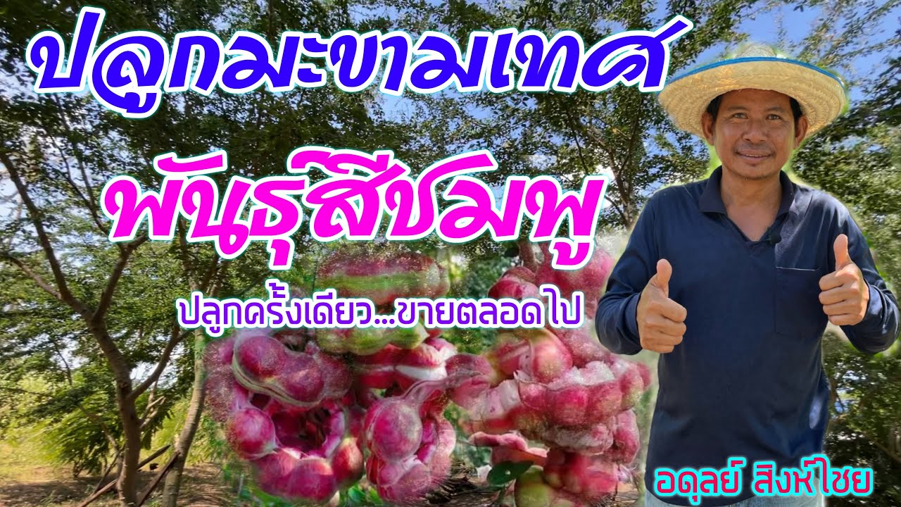 วิธีทำให้มะขามเทศพันธุ์สีชมพูติดฝักเยอะ วิธีดูแล ผสมเกสร | เกษตร | บ่าวยุทธพาจ้วด