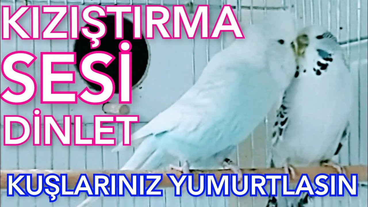 muhabbet kuşu kızıştırma sesi muhabbet kuşu sesi budgie sounds اصوات طيور حب quş səsi çiftleşme sesi