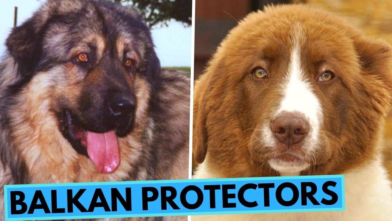 Balkan Livestock Guardian Dog Breeds - Sarplaninac - Kraški Ovčar - Tornjak - Karakachan