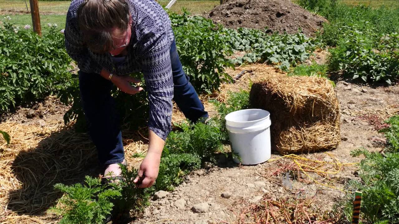 Coffee Ground Mulch | From the Ground Up