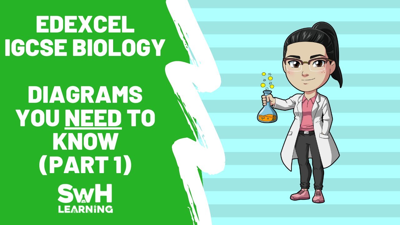 Edexcel IGCSE Biology — Диаграммы, которые вам нужно знать (Часть 1)