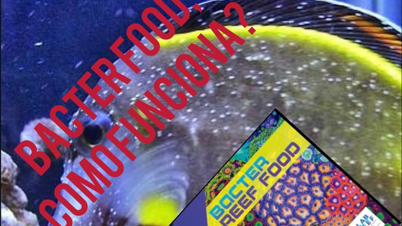 Platicando acerca de LABREEF FOOD