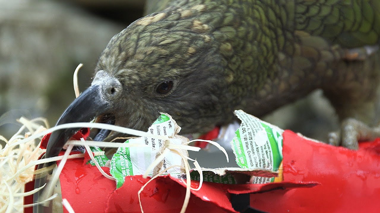 Schönbrunner Tierpfleger-Tagebuch #23: Julia und der Nikolo bei den Keas