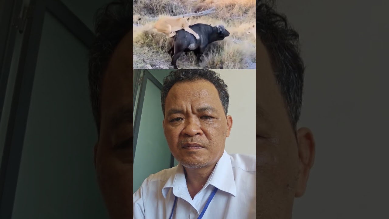 Khi Tr&acirc;u Rừng nổi giận. #animals #thegioidongvat #thuvienhoangda