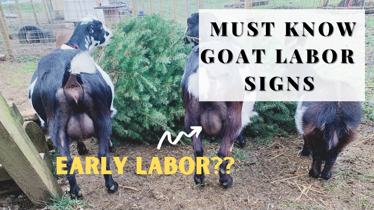 5 Signs Of Goat Labor!!! |  Must Watch Before Your Goat Gives Birth