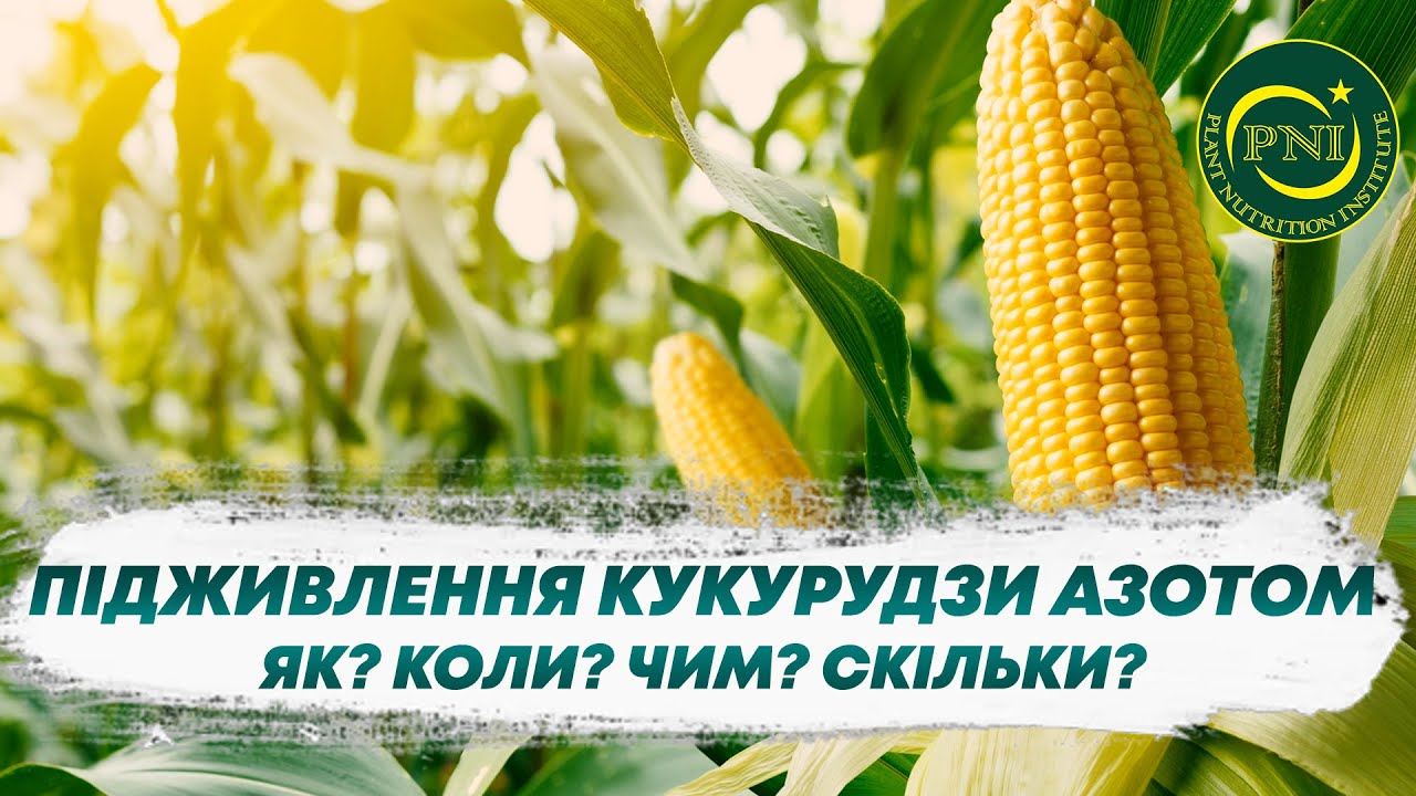 ПІДЖИВЛЕННЯ КУКУРУДЗИ АЗОТОМ: чи потрібно та як здійснювати?