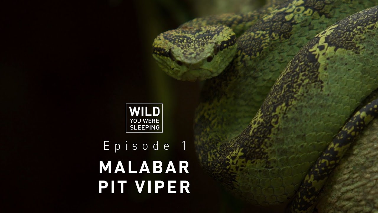 Malabar Pit Viper | Wild You Were Sleeping | ПОЛНЫЙ ЭПИЗОД | THT Films