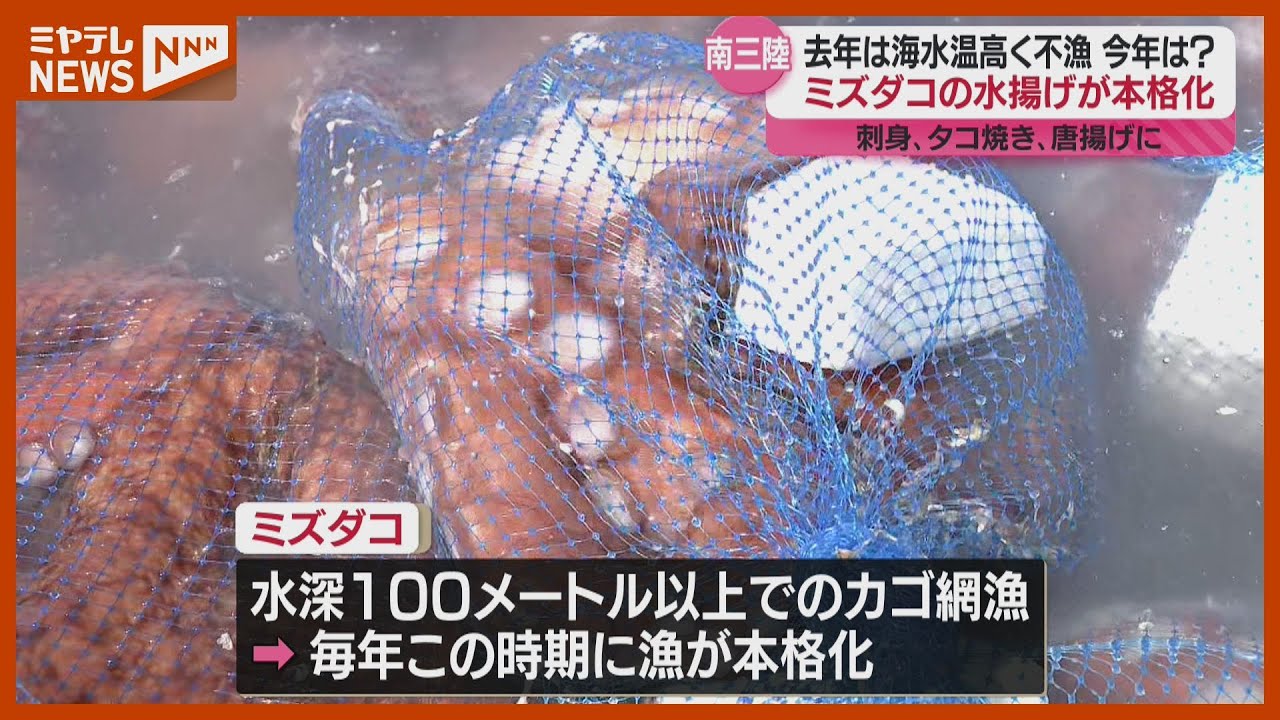 「世界的に人気」ミズダコの水揚げ 本格化&hellip;順調な水揚げ、2024年は海水温の影響で不漁(宮城・南三陸町)