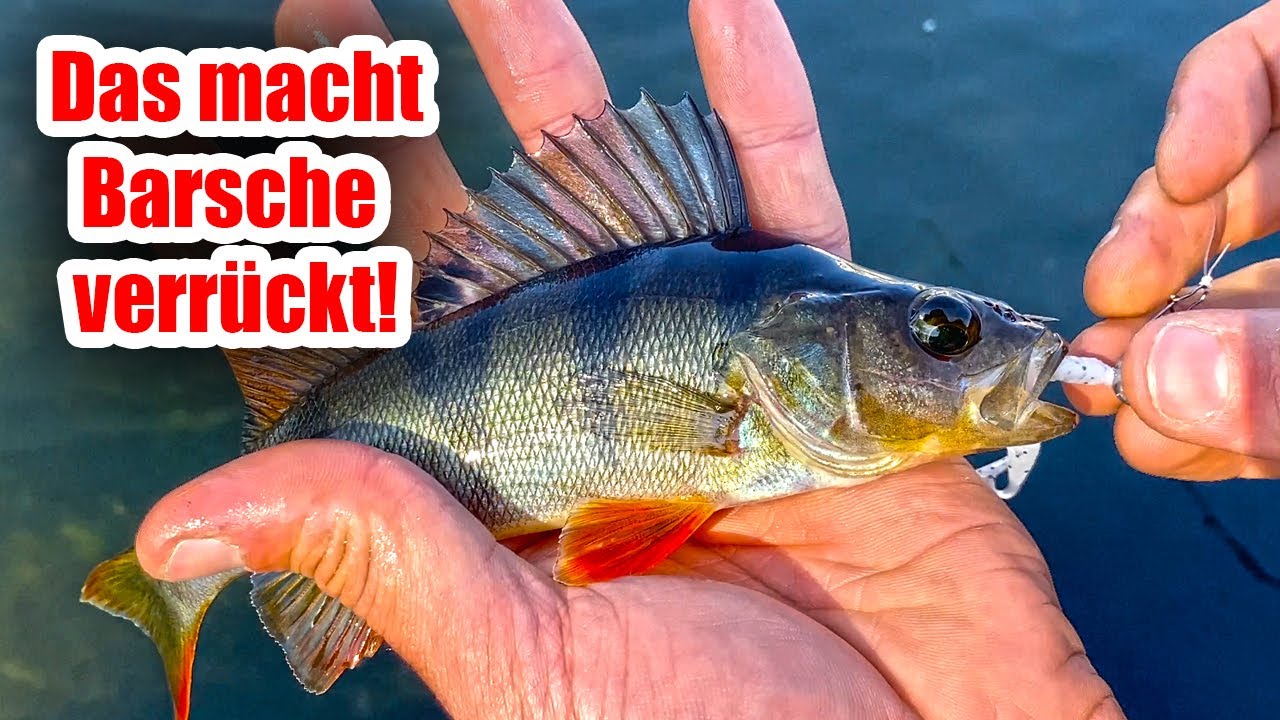 Barsch Angeln vom Ufer - Diese EINFACHE Montage f&auml;ngt GARANTIERT!