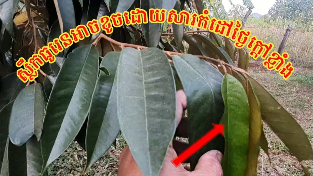 #តើអាកាសធាតុក្តៅខ្លាំងអាចធ្វើអោយប៉ះពាល់ដល់ដាំធូរេនបានដែរឬទេ? #youtube #automobile #love