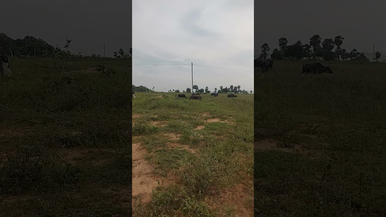 3.20 acres khammam highway second land for sale near suryapet, 80742 06228 #suryapet #landforsale