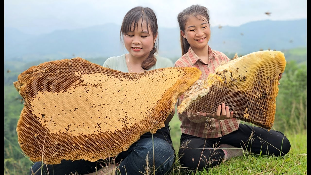 The process of exploiting wild honey for propagation - mingling with nature episode 20 - ha thi muon