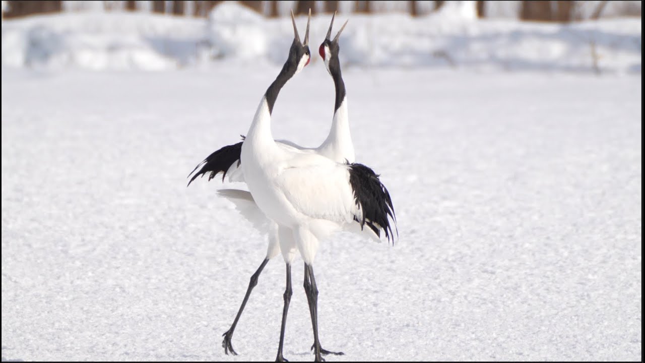 Red-Crowned Cranes at Tsurumidai Kushiro 釧路鶴見台丹頂鶴