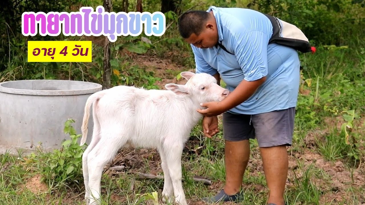 ทายาทไข่มุกขาวลูกควายตัวใหม่อายุ 4 วัน ของอ้วนควายด่อน By อีสาน​รีวิว​