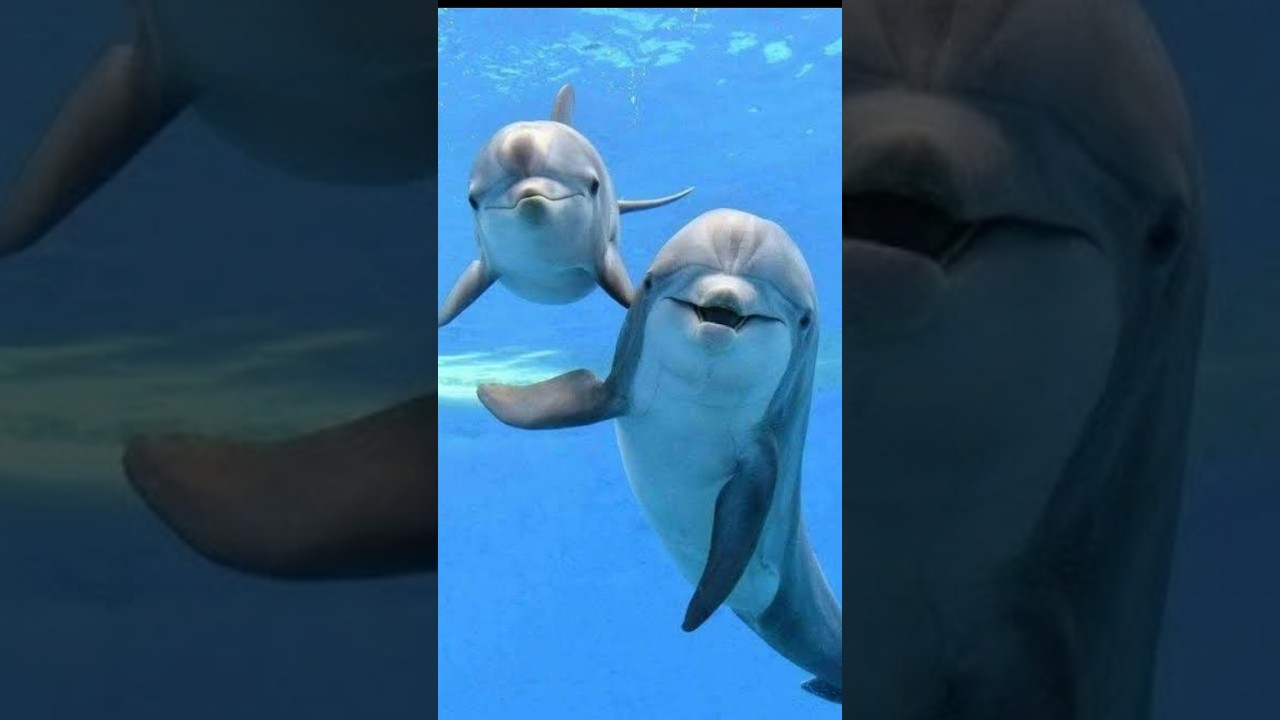 Why Are Dolphins So Intelligent