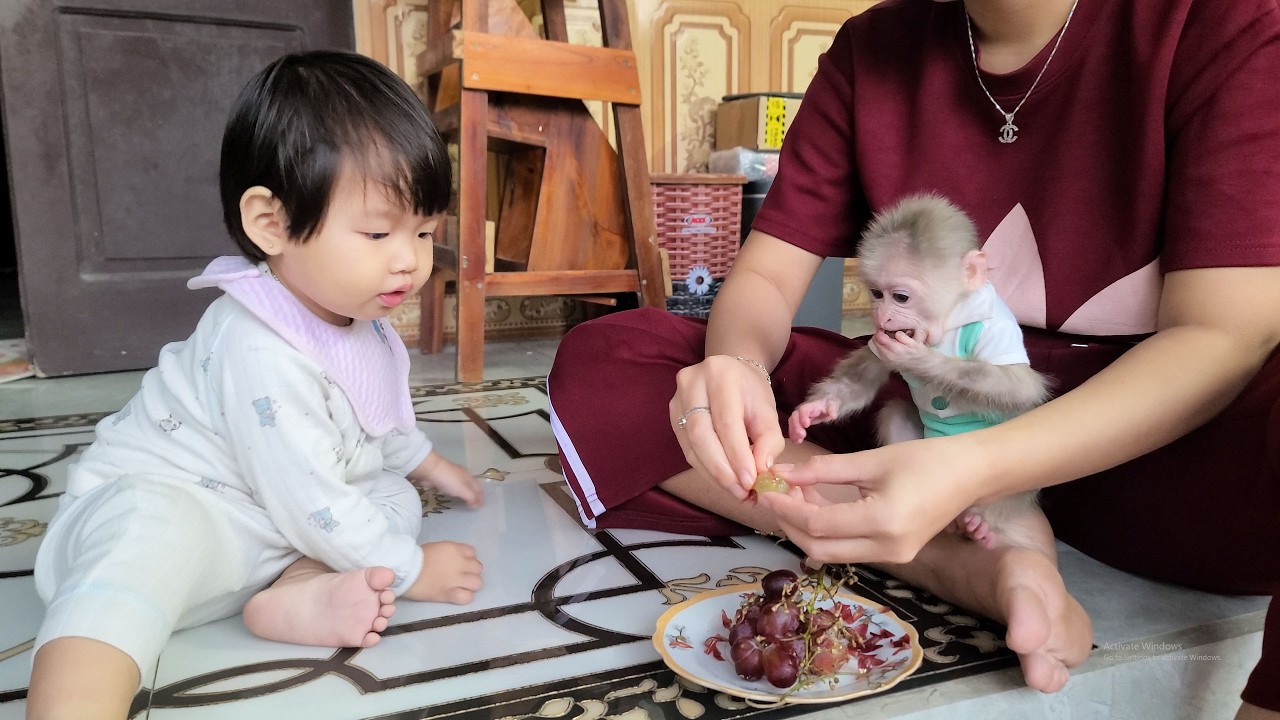 Titi the monkey competes with the baby for fruit