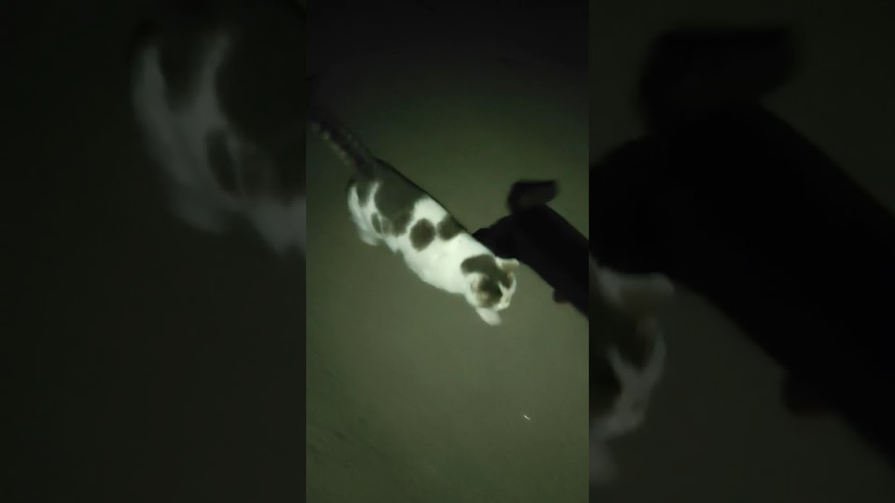 Ночная прогулка 🐈‍⬛🐈🐈🐈‍⬛