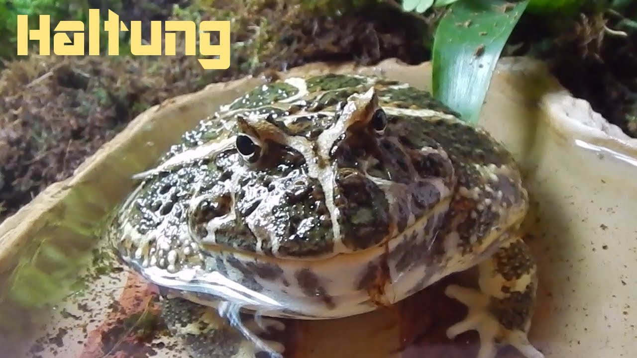 Haltung zu Ceratophrys Cranwelli