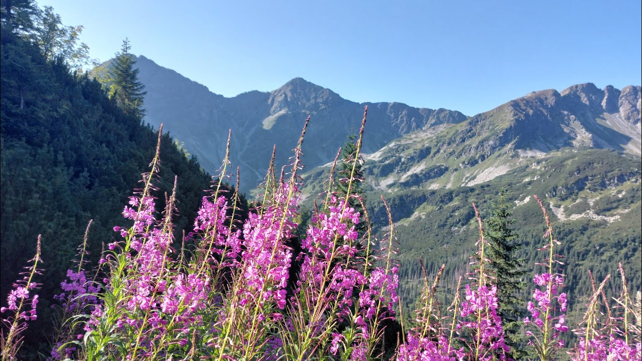 Wołowiec i Rohacze (Ostry i Płaczliwy) - Zachodnie Tatry - Szczyty marzeń - 2025-08-15