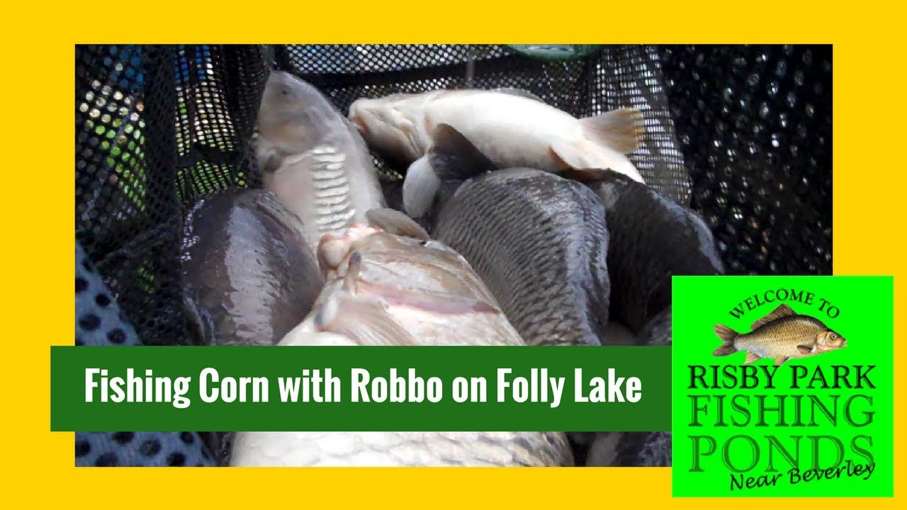 How to Fish Corn on the inside line for 80lb+ catches with Robbo at Risby Park Fishing Ponds