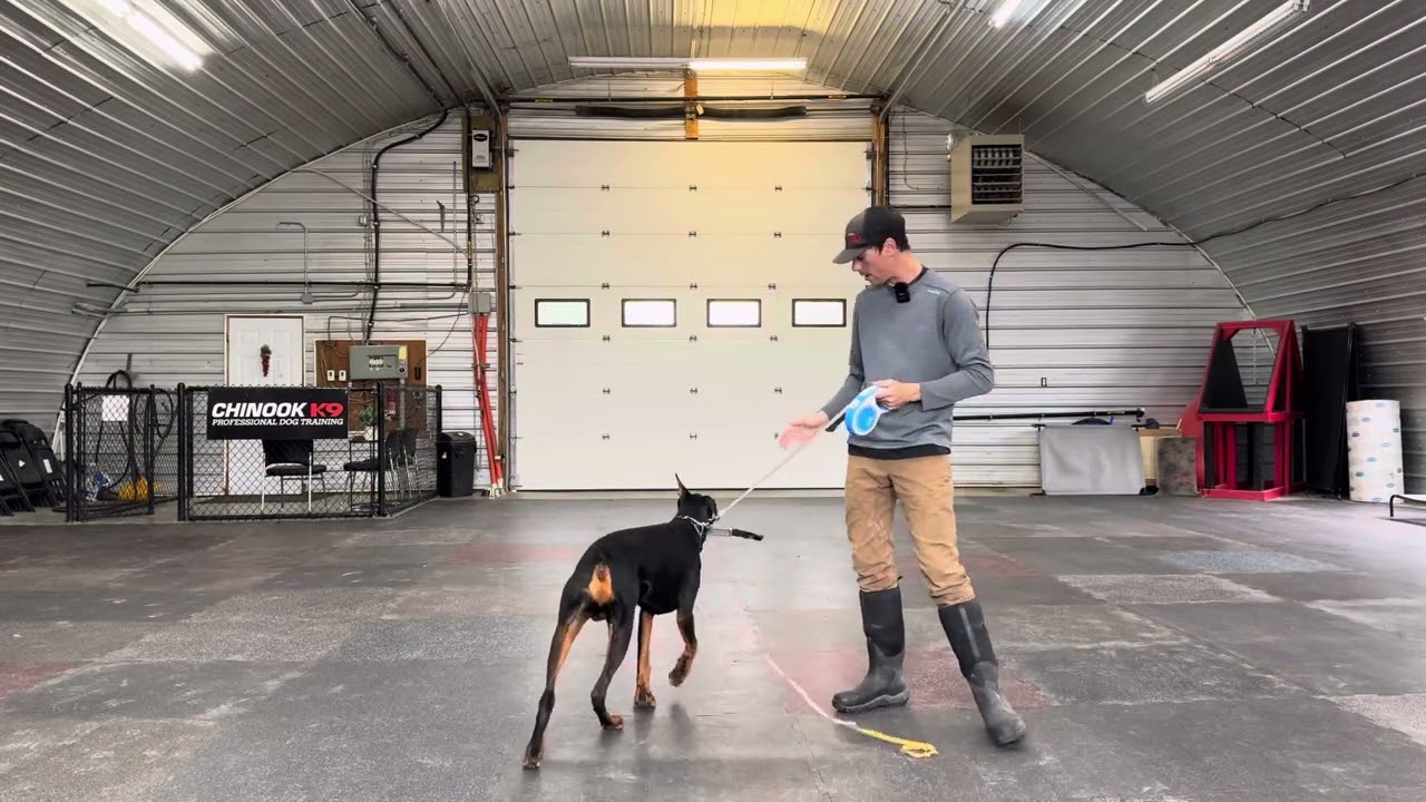 Doberman Learns Possession Games, Providing Fulfillment Through Play