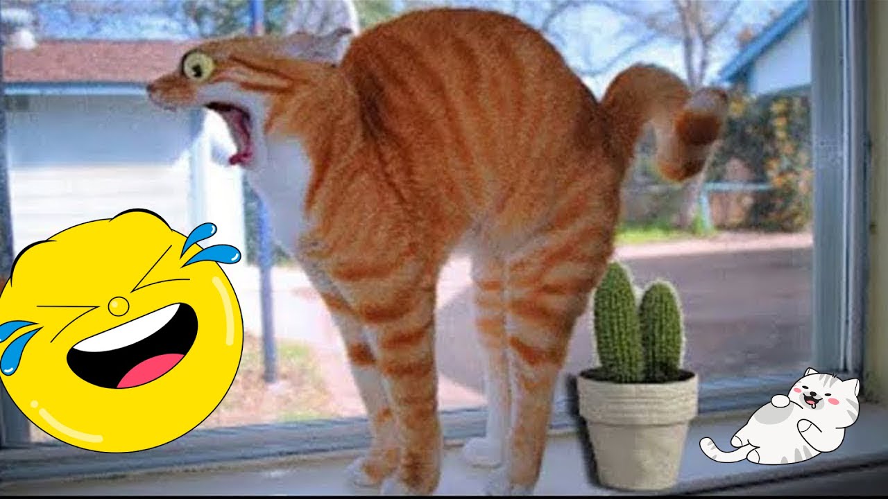 Funny CATS 😹🐱✨ Funny CAT Clips You Must Watch 😹🐈