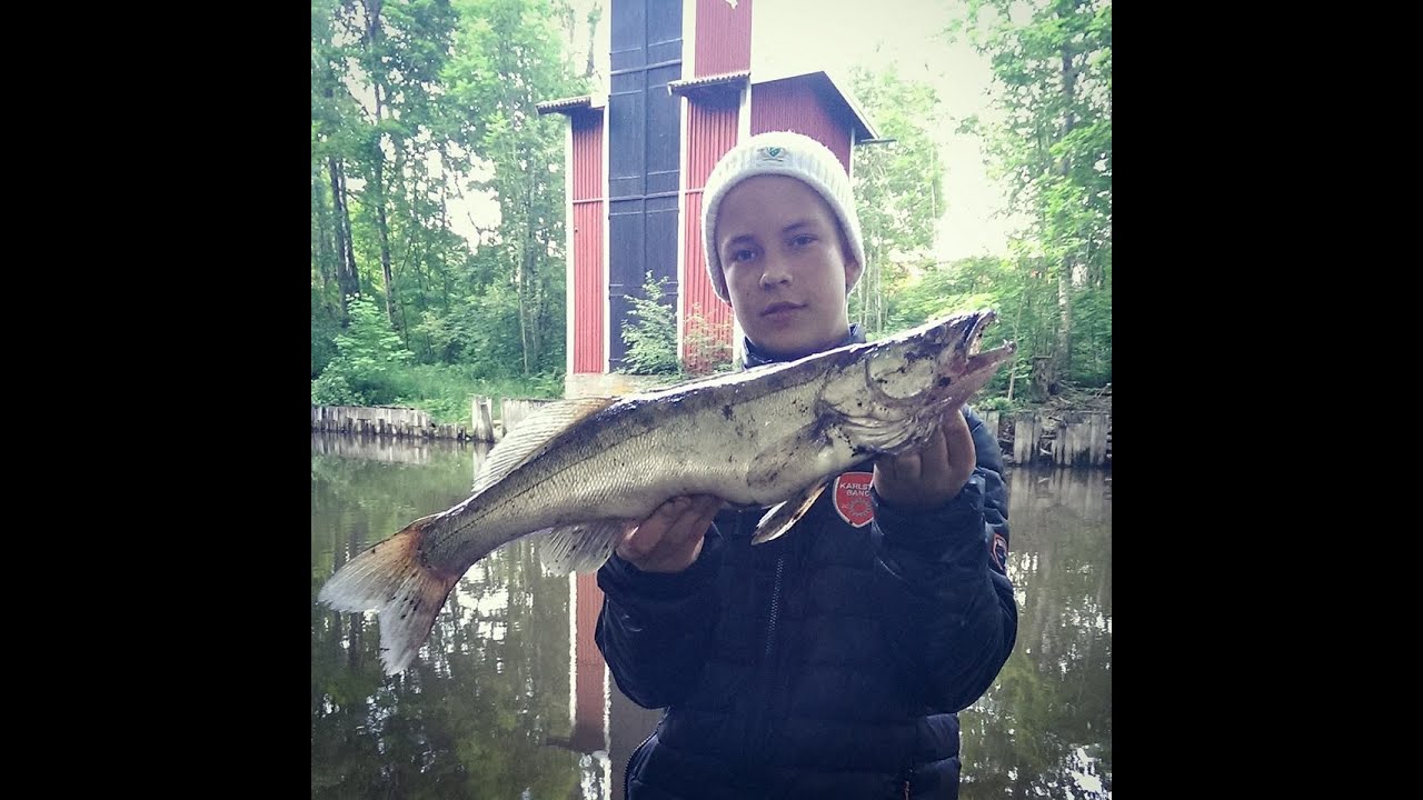 Stor g&ouml;s p&aring; bottenmete!