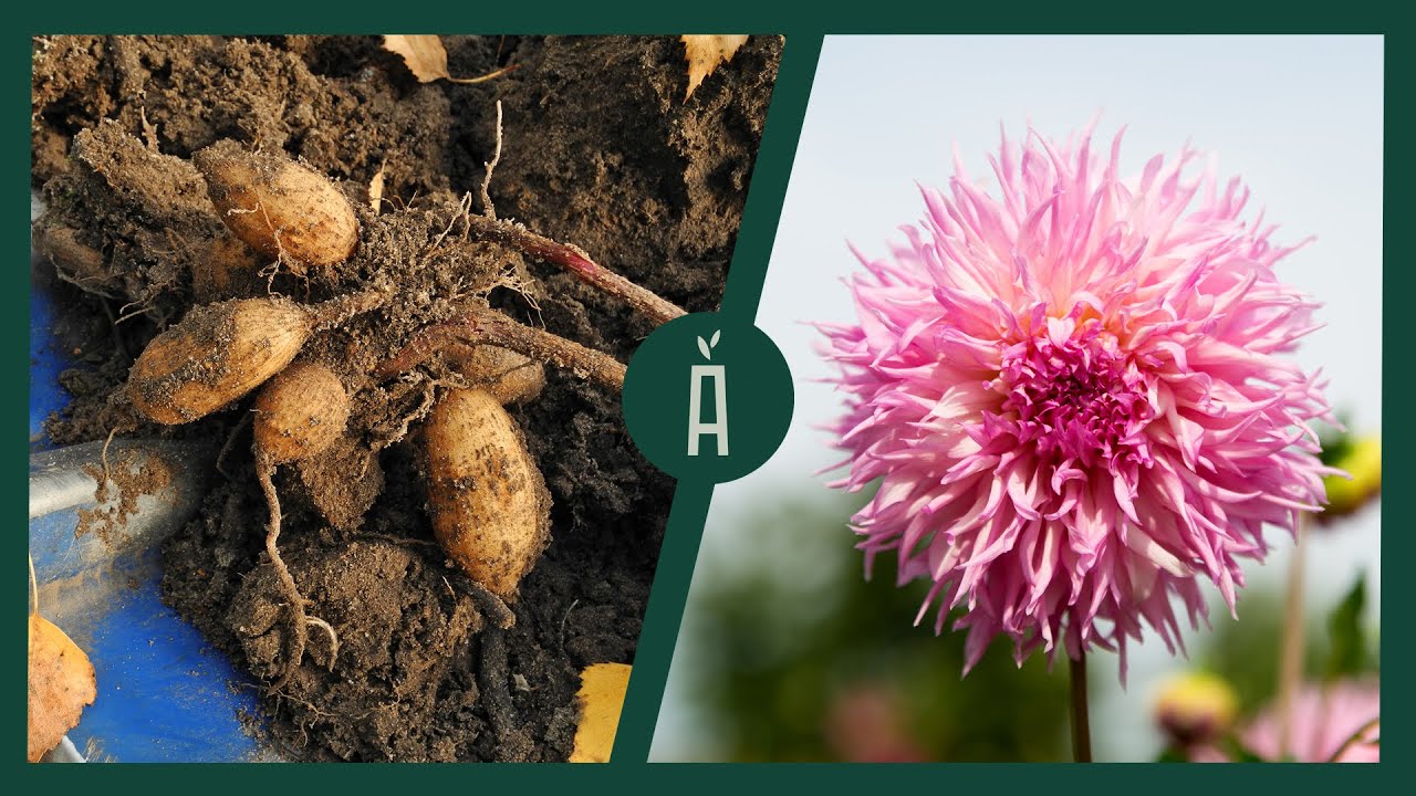 Zo moet je dahlia’s rooienI Waarom, wanneer & hoe? I deel 1 I Angelo Dorny
