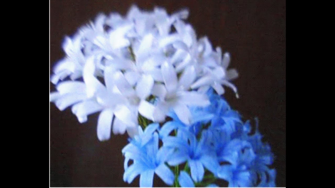 How to make Paper Flowers Agapanthus / Lily of the Nile (Flower # 48)