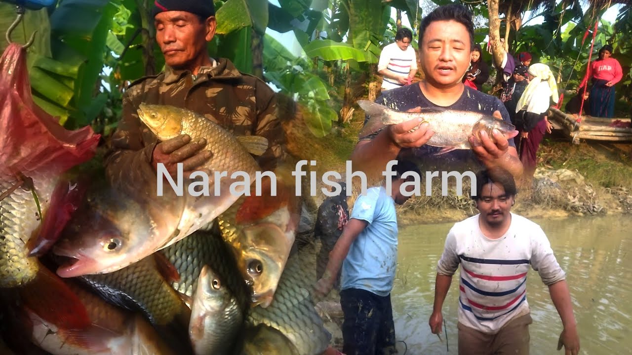 Naran fish farm part-2 from Sunwal-5,Bankatti,Butwal