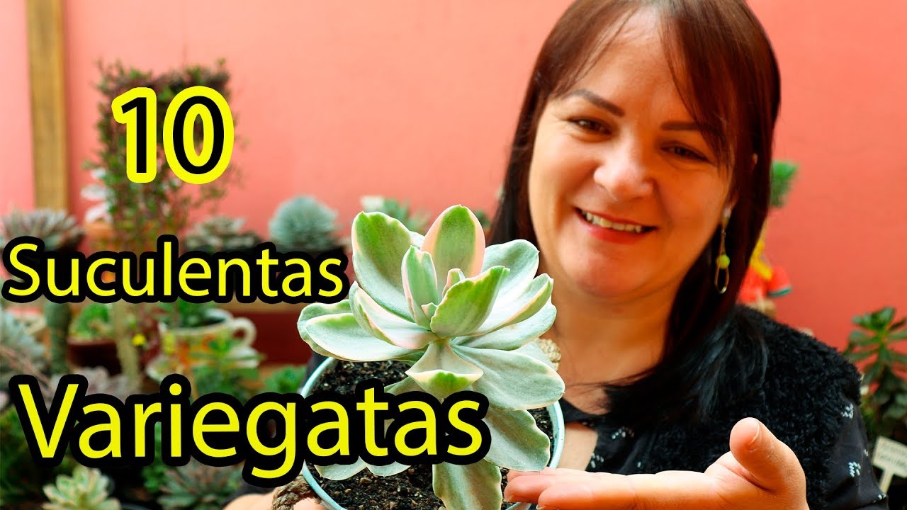 10 SUCULENTAS variegatas com IDENTIFICAÇÃO. #suculentas #variegatas
