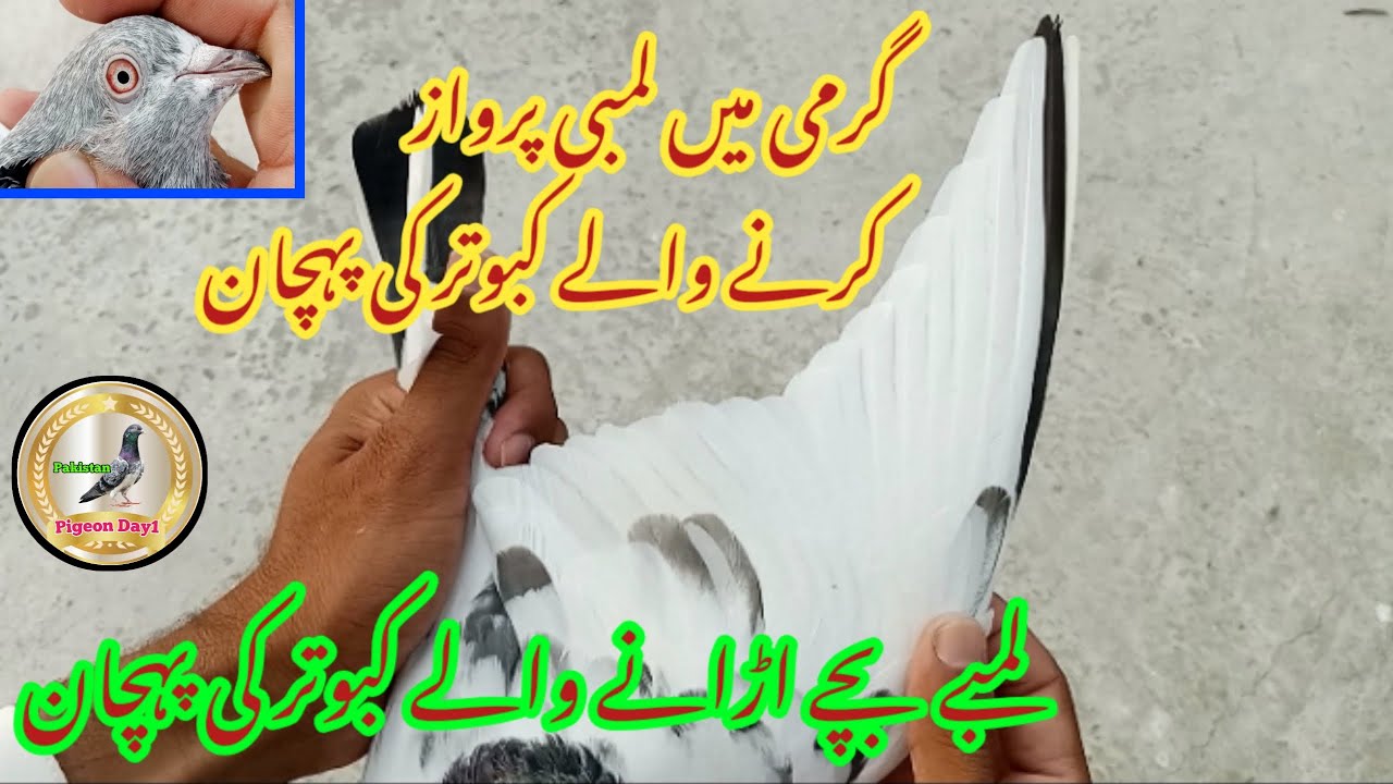 How to Find Top High Flyer Pigeon | Pigeon Day1