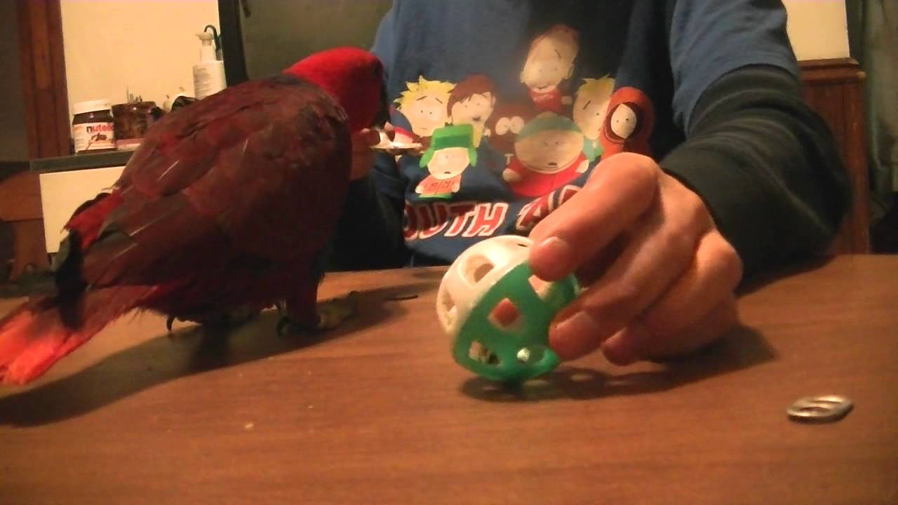 Female Eclectus Parrot 