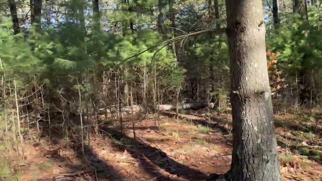 An Old Growth Pine Forest Leads to a New…