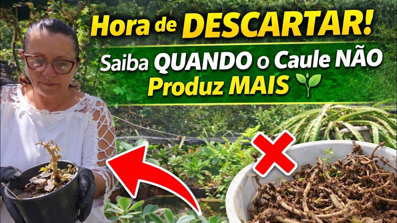 SUCULENTAS: COMO SABER A HORA DE  JOGAR O CAULE FORA 🌵⚠️