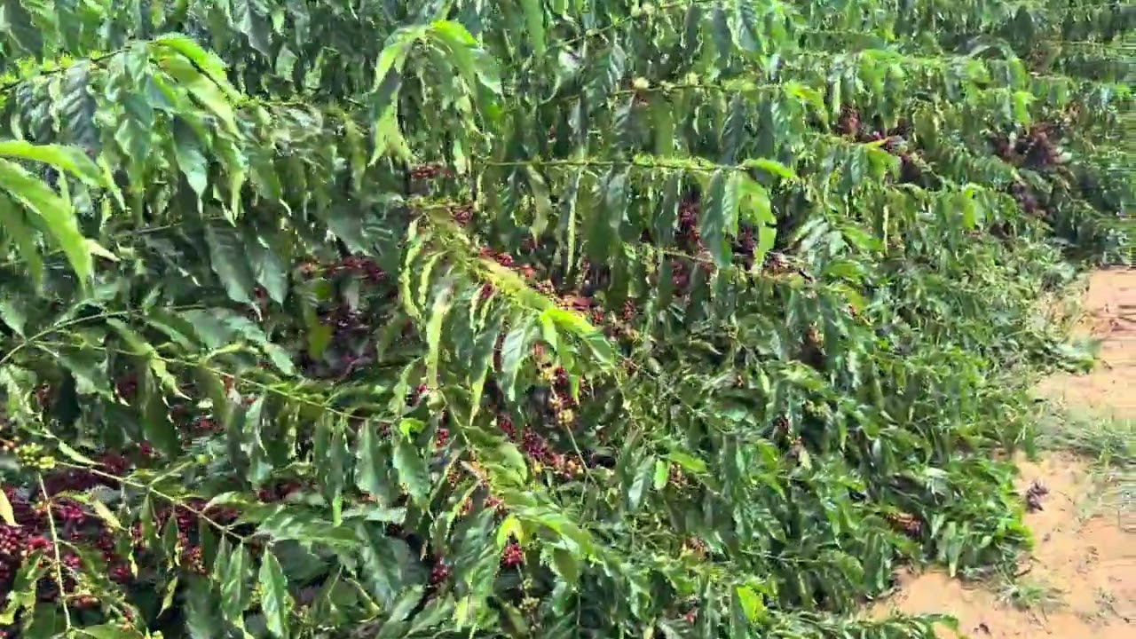 Café conilon alta produtividade. Café produzindo 100 sacas/ha em Itaguaçu ES propriedade familiar