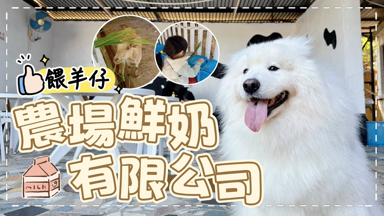 【農場鮮奶有限公司】帶狗狗一起餵羊仔食草，食薑汁撞奶｜西摩Tako｜@big_dog_channel 