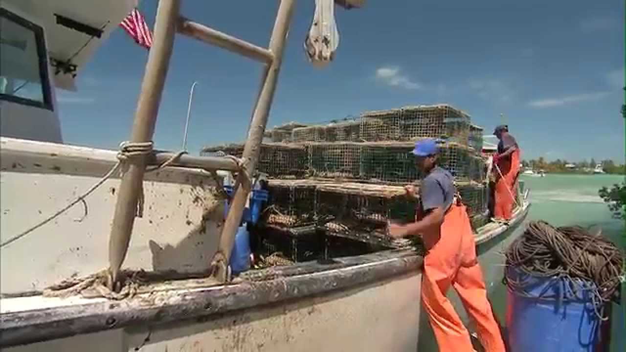 Spiny Lobster Harvesting