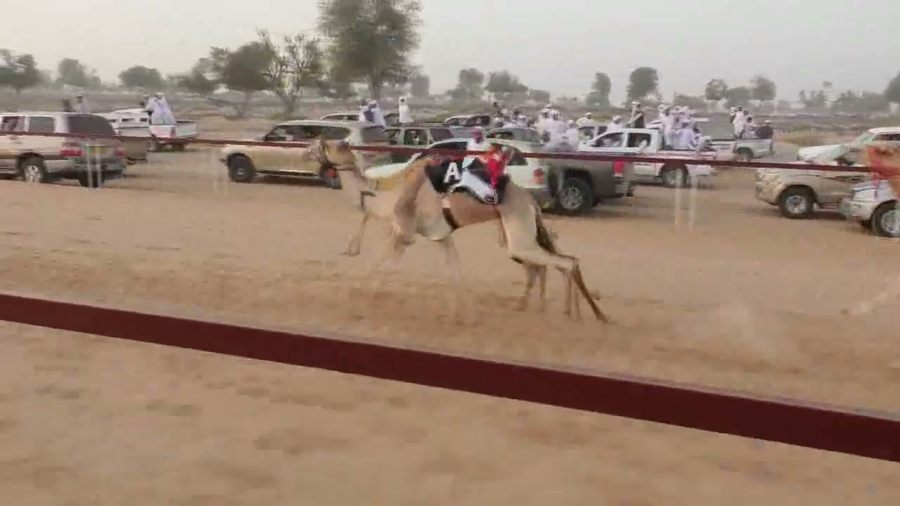 مركاض السيح الخضر الشوط الخامس