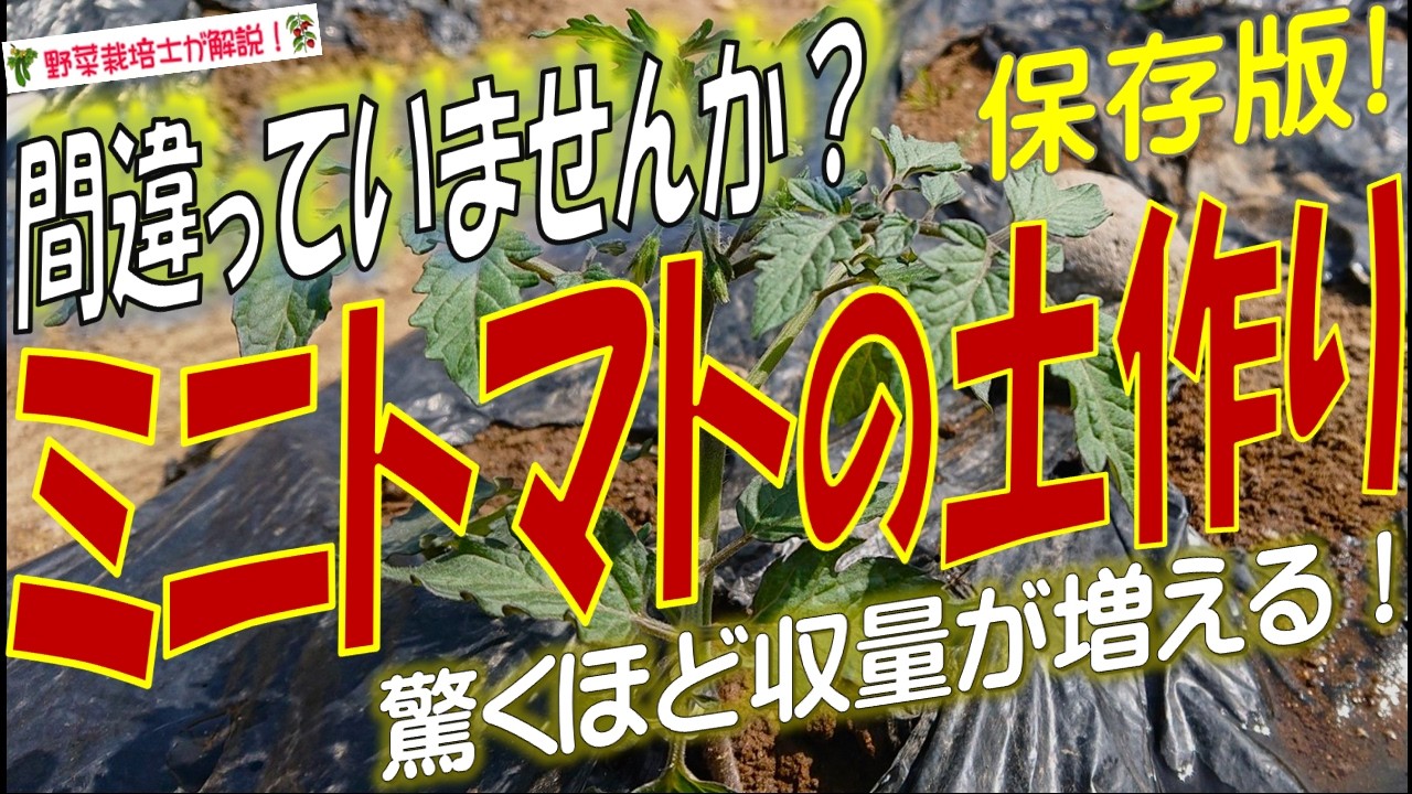 ミニトマトの土作り実が増える土作りのコツとポイントを完全解説！