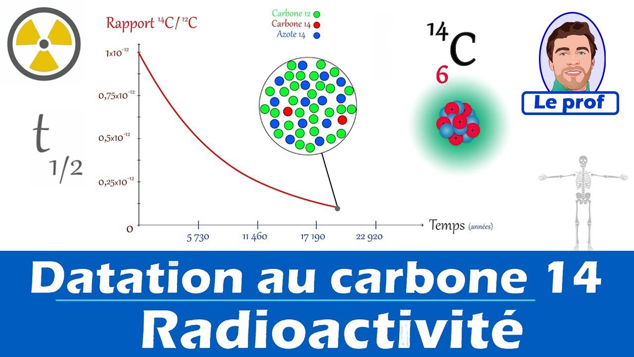 Principe de la datation au carbone 14 🦴 | Lyc&eacute;e -1&egrave;re Enseignement Scientifique