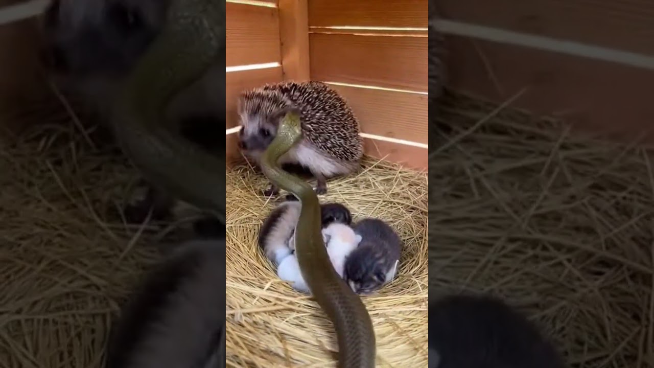 The hedgehog, a friend of the cat, protected their home from danger 
