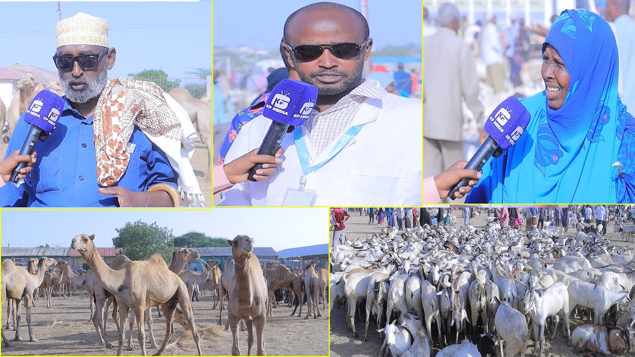 Suuqa kala iibsiga xoolaha ee Saylada Hargeysa oo ka duwan sidii hore iyo halka Qiimuhu maraayo.
