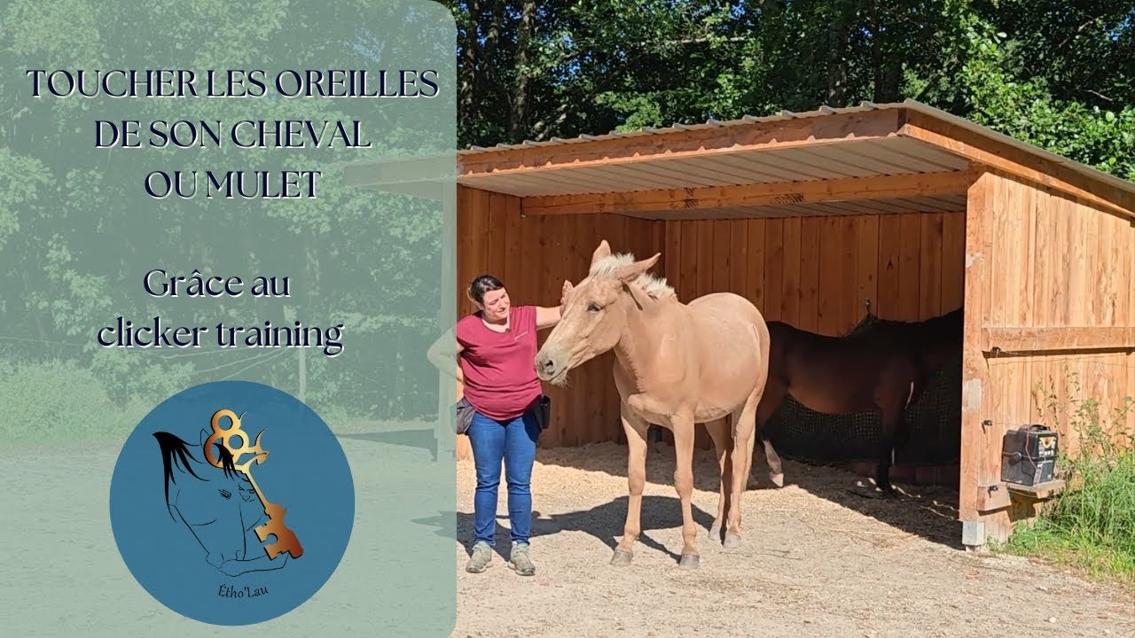 Toucher les oreilles de son cheval ou mulet grâce au clicker training
