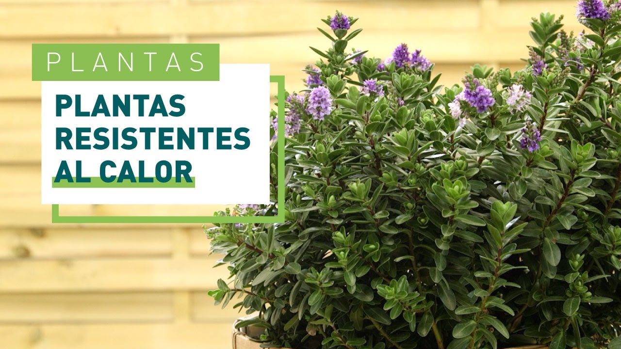 Plantas de Exterior 🌸, &iquest;cu&aacute;les son las m&aacute;s resistentes al calor? 🌡️