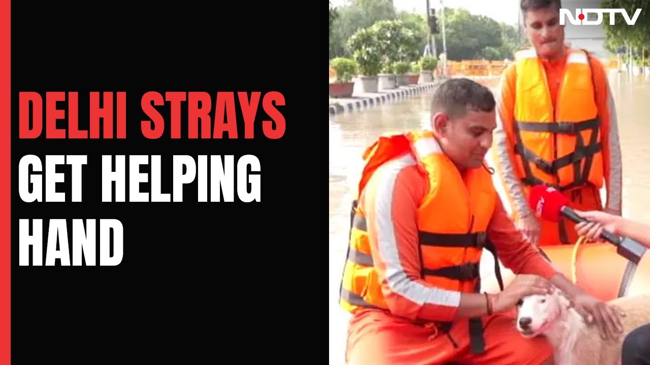 Delhi News | Stranded Dog Rescued On Boat In Flooded Delhi. Disaster Force Names Him...
