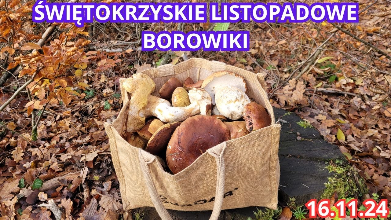 ŚWIĘTOKRZYSKIE LISTOPADOWE BOROWIKI. ILE JESZCZE JEST GRZYBÓW W LESIE. SZOK! 16.11.24
